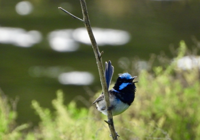 Ornaatelfje - Malurus cyaneus - Superb fairywren
