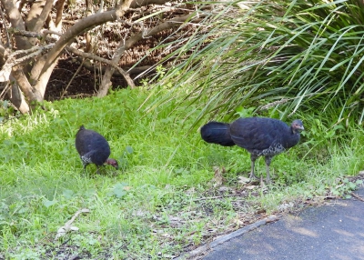 Boskalkoen - Alectura lathami - Brush turkey
