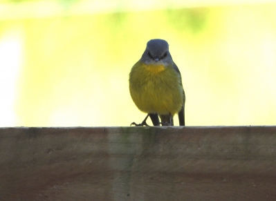 Groenstuitvliegenvanger - Eopsaltria australis - Eastern yellow robin
