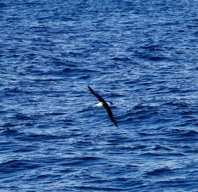 Indische geelneusalbatros - Thalassarche carteri - Indian yellow-nosed albatross
