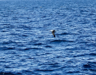 Indische geelneusalbatros - Thalassarche carteri - Indian yellow-nosed albatross
