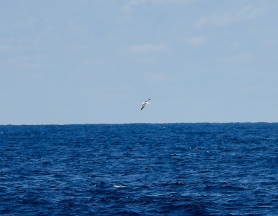 Wenkbrauwalbatros - Thalassarche melanophris - Black-browed albatross
