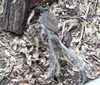 Liervogel - Menura novaehollandiae - Superb lyrebird
