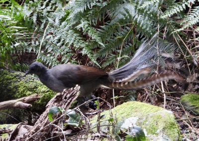 Liervogel - Menura novaehollandiae - Superb lyrebird
