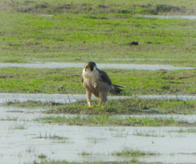 Slechtvalk - Peregrine falcon - Falco peregrinus
Met ringen
