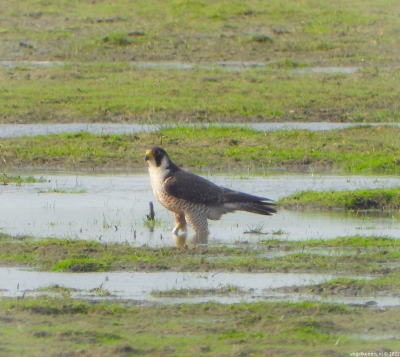 Slechtvalk - Peregrine falcon - Falco peregrinus
