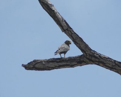 grijze torenvalk - Falco ardosiaceus
