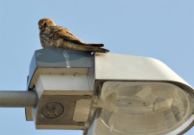 torenvalk - Falco tinnunculus
vrouwtje
