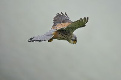 torenvalk - Falco tinnunculus
