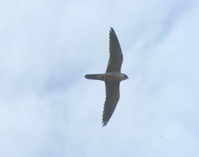 lannervalk - Falco biarmicus
