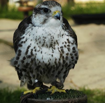 lannervalk - Falco biarmicus
Keywords: lannervalk;Falco biarmicus