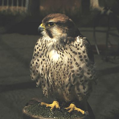 sakervalk - Falco cherrug
Keywords: sakervalk;Falco cherrug
