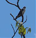 Lined_Forest-falcon_2.jpg
