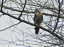 red-necked_falcon_2.jpg