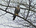 red-necked_falcon~0.jpg