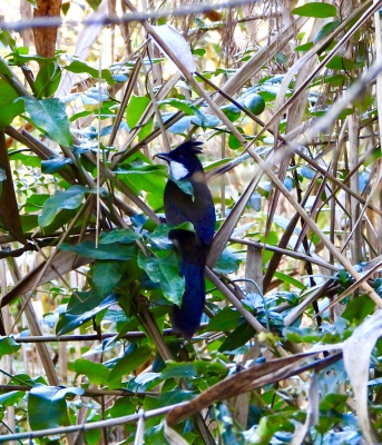 Zwartkopzwiepfluiter - Psophodes olivaceus - Eastern whip bird
