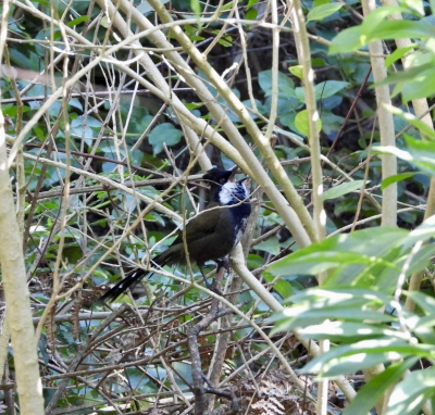 Zwartkopzwiepfluiter - Psophodes olivaceus - Eastern whip bird
