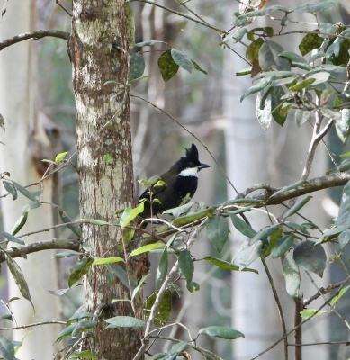 Zwartkopzwiepfluiter - Psophodes olivaceus - Eastern whip bird
