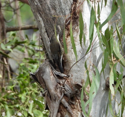 Witkeelkruiper - Cormobates leucophaea - White-throated treecreeper
