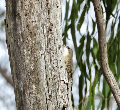 Witkeelkruiper - Cormobates leucophaea - White-throated treecreeper
