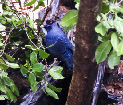 Satijnblauwe prieelvogel - Ptilonorhynchus violaceus - Satin bowerbird
