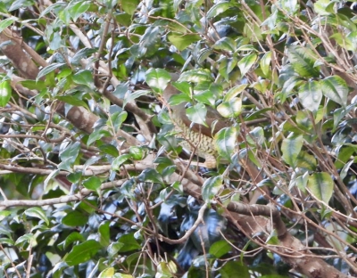 Satijnblauwe prieelvogel - Ptilonorhynchus violaceus - Satin bowerbird
Vrouw (F)
