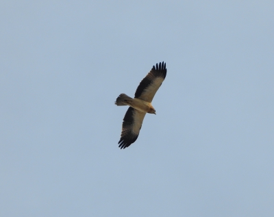 dwergarend - Hieraaetus pennatus - Booted eagle
Valencia dec 23, nabij haven
