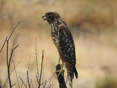 Red-shouldered Hawk - Roodschouderbuizerd - Buteo lineatus
California 2019, juvenile

