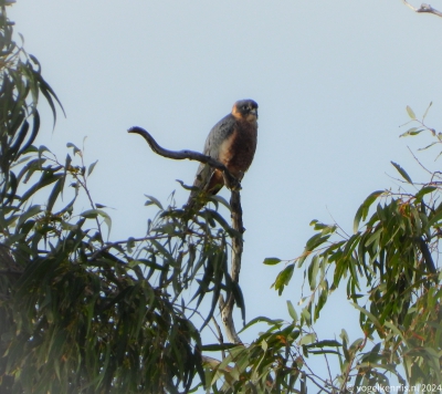 Australische boomvalk -  Falco longipennis - Australian hobby
