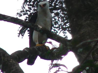 zwart-witte kuifarend - Black-and-white hawk-eagle - Spizaetus melanoleucus
Surinam, near Berlijn 2015
Keywords: zwart-witte kuifarend;Spizaetus melanoleucus