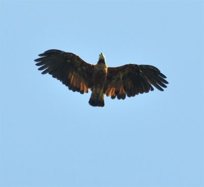 moerasbuizerd - Black-collared hawk - Busarellus nigricollis
Surinam 2005
