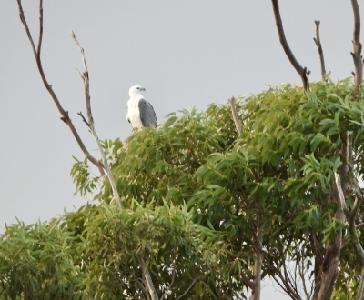 Witbuikzeearend - Icthyophaga leucogaster - White-bellied sea eagle
