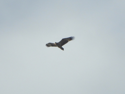 Wigstaartarend - Aquila audax - Wedge-tailed eagle
