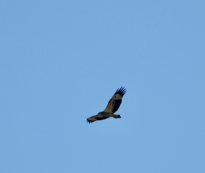 Wigstaartarend - Aquila audax - Wedge-tailed eagle
