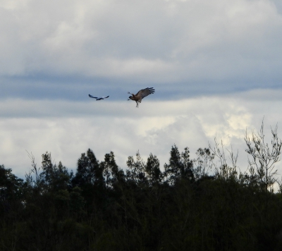 Pacifische bruine kiekendief - Circus approximans - Swamp harrier
Valt een grijze wouw aan
