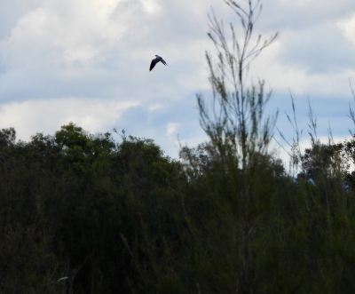 Australische grijze wouw - Elanus exillaris - Black-shouldered kite
