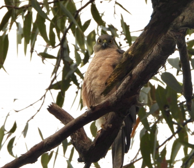 Grijskopsperwer - Collared sparrowhawk - Accipiter cirrocephalus
