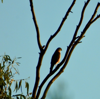 Grijskopsperwer - Collared sparrowhawk - Accipiter cirrocephalus
