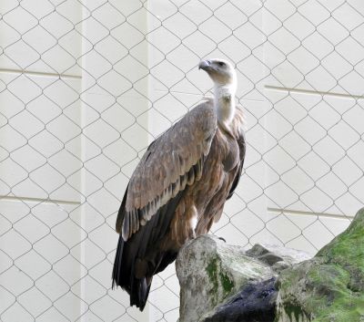 vale gier - Gyps fulvus - Griffon vulture
Keywords: vale gier;Gyps fulvus