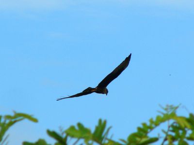 langsnavelwouw - Chondrohierax uncinatus - Hook-billed kite
Keywords: langsnavelwouw;Chondrohierax uncinatus