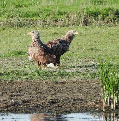 zeearend - Haliaeetus albicilla - Pallas's fish eagle
