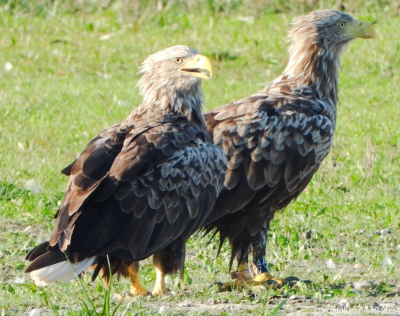 zeearend - Haliaeetus albicilla - Pallas's fish eagle
