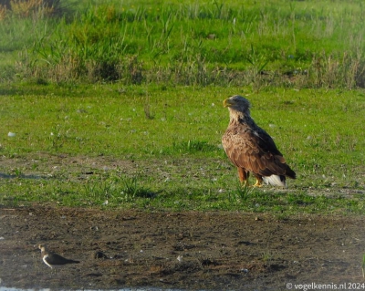 zeearend - Haliaeetus albicilla - Pallas's fish eagle
