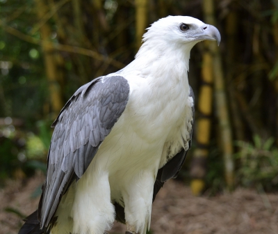 Witbuikzeearend - Icthyophaga leucogaster - White-bellied sea eagle
