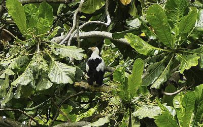 palmgier - Gypohierax angolensis - Palm-nut vulture
ook wel gierarend genoemd
Keywords: palmgier;Gypohierax angolensis