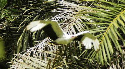 palmgier - Gypohierax angolensis - Palm-nut vulture
