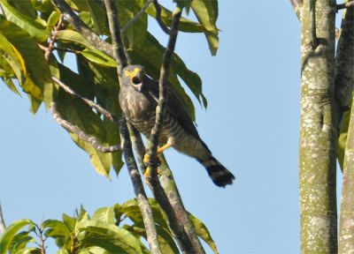 wegbuizerd - Rupornis magnirostris - Roadside hawk
