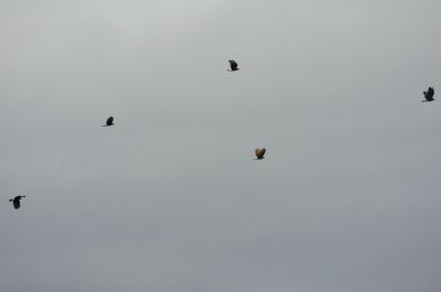 slakkenwouw - Rostrhamus sociabilis - Snail kite
Groep onderweg naar de rustplaats
Keywords: slakkenwouw;Rostrhamus sociabilis