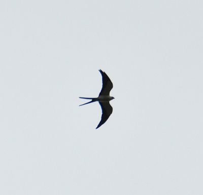 zwaluwstaartwouw - Elanoides forficatus - Swallow-tailed kite
