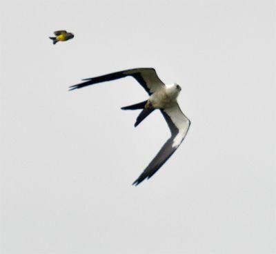 zwaluwstaartwouw - Elanoides forficatus - Swallow-tailed kite
achtervolgd dooreen koningstiran
Keywords: zwaluwstaartwouw;Elanoides forficatus